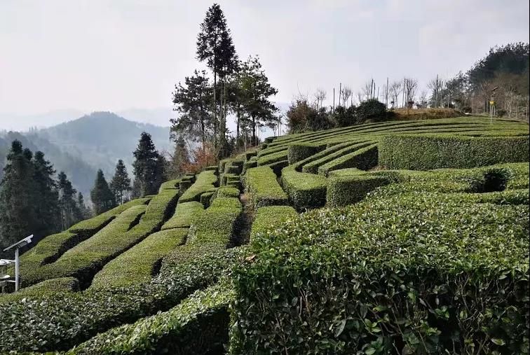 关于汉中:全力做好春茶生产相关工作 确保春茶增产增收增效的最新消息