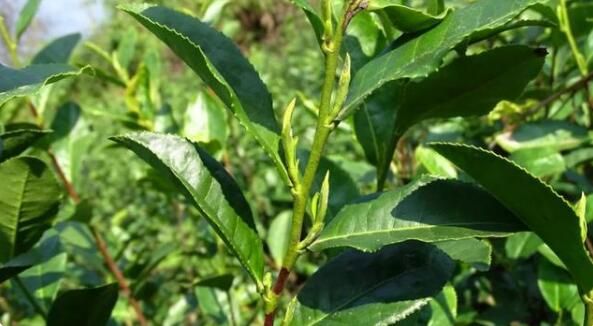 关于普安：春茶陆续开采 茶农上山采摘忙的信息