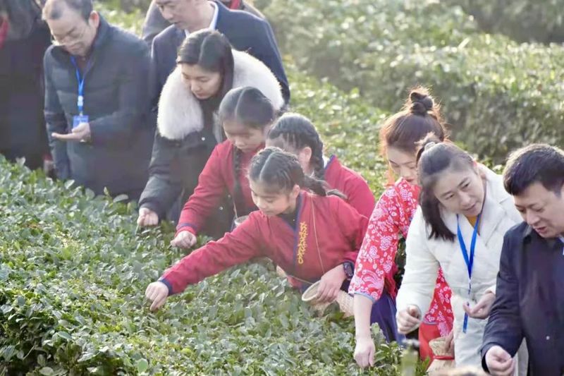 有关于直通茶乡②宜宾早茶开采啦！的信息(2)