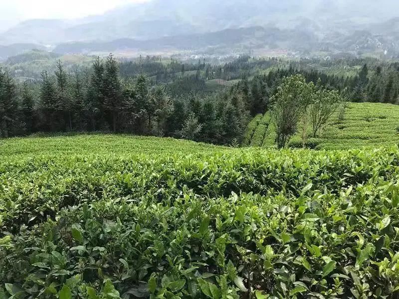 有关于寻味世界茶源地——CCTV中视购物《灿烂中国》栏目走进晴隆的相关信息(6)