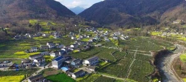 有关于四川青川县：重管护、强培训助力茶产业高质发展的相关内容