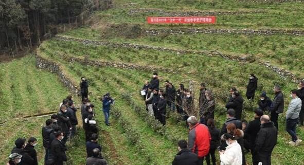 有关于四川青川县：重管护、强培训助力茶产业高质发展的相关内容(1)