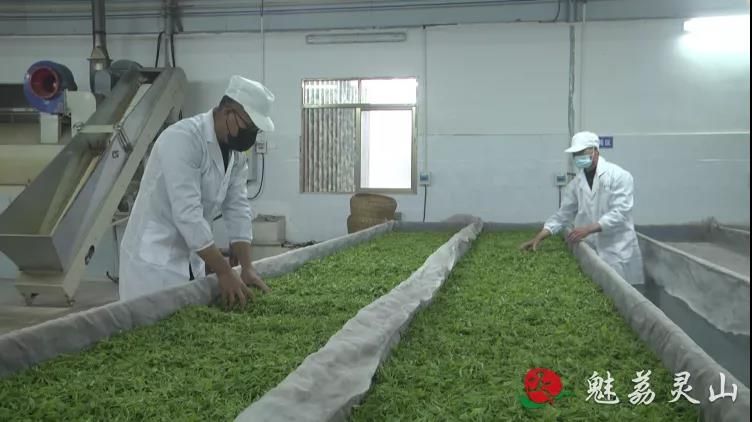 有关于钦州最好的春茶,原来产自灵山陆屋镇的信息(5)