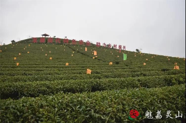 有关于钦州最好的春茶,原来产自灵山陆屋镇的信息(4)