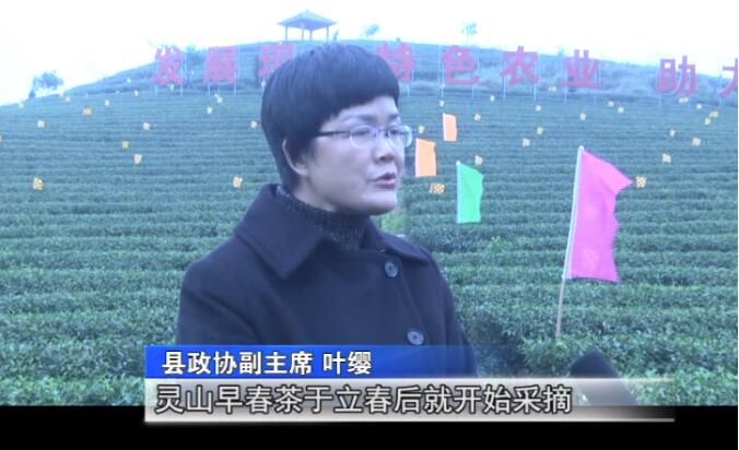 有关于钦州最好的春茶,原来产自灵山陆屋镇的信息(3)
