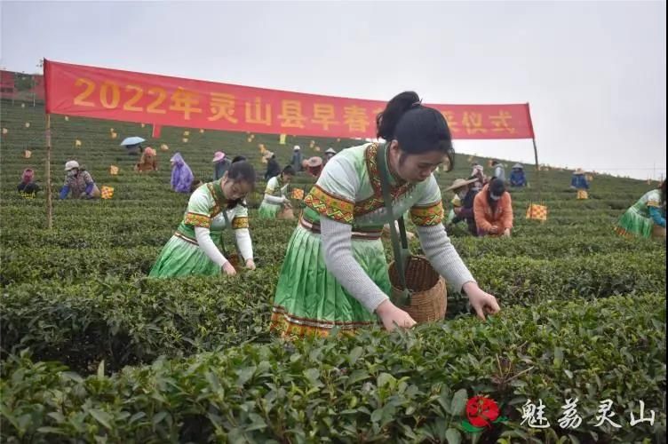 有关于钦州最好的春茶,原来产自灵山陆屋镇的信息(1)
