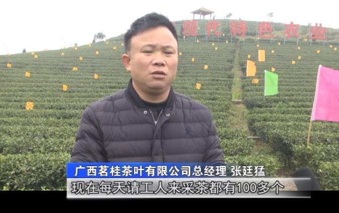 有关于钦州最好的春茶,原来产自灵山陆屋镇的信息(2)