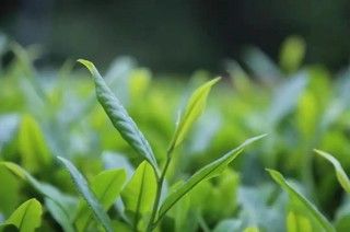 有关于贵州金沙:推行返包管护经营模式 探索茶产业发展新路径的相关信息(2)