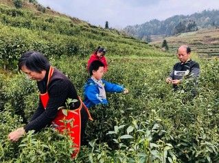 有关于贵州金沙:推行返包管护经营模式 探索茶产业发展新路径的相关信息(1)