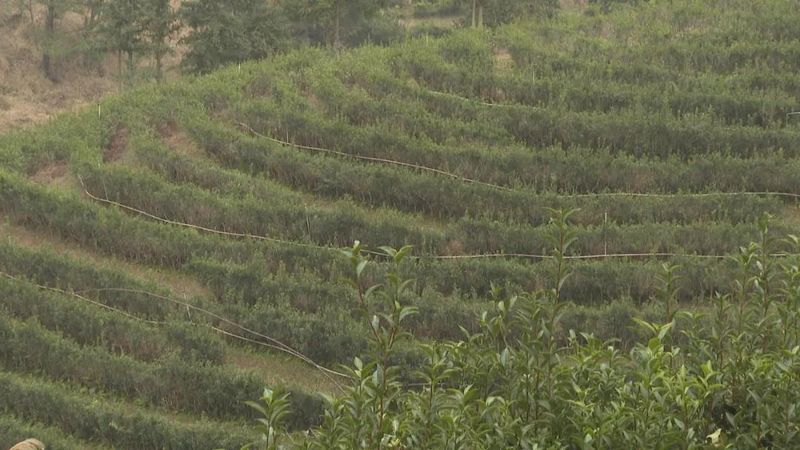 关于广东持续低温影响茶叶生长 春茶上市或推后的内容(13)