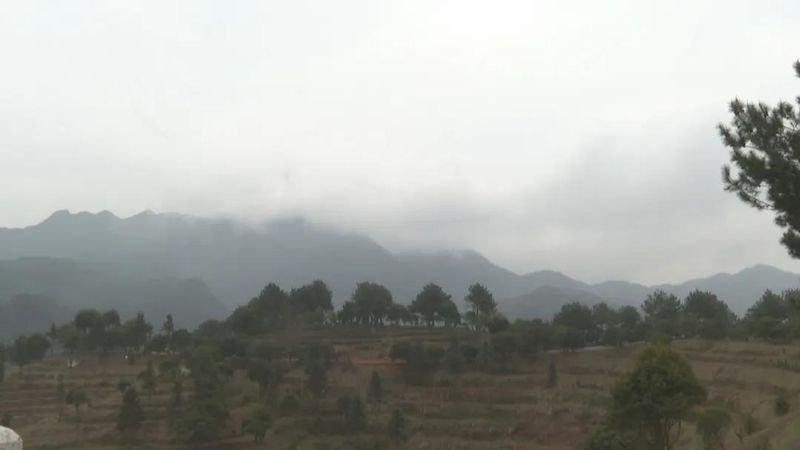 关于广东持续低温影响茶叶生长 春茶上市或推后的内容