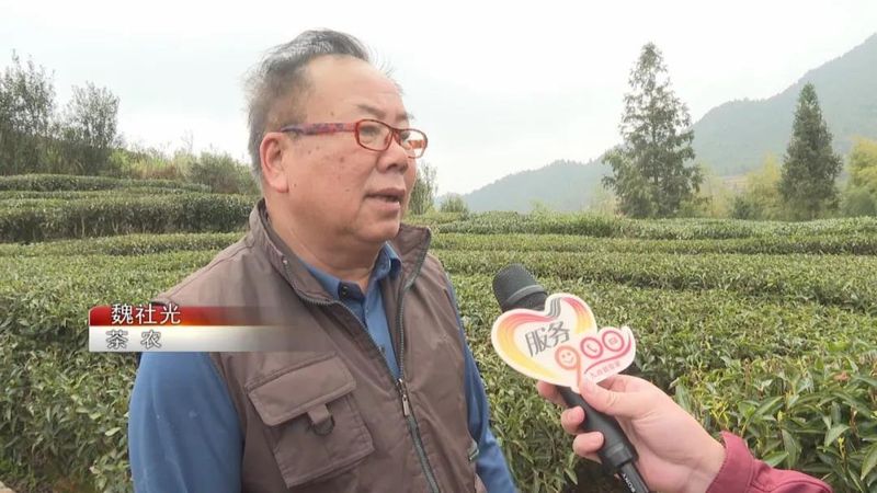 关于广东持续低温影响茶叶生长 春茶上市或推后的内容(8)
