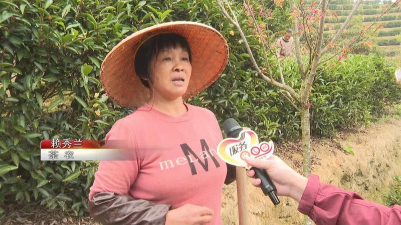 关于广东持续低温影响茶叶生长 春茶上市或推后的内容(11)