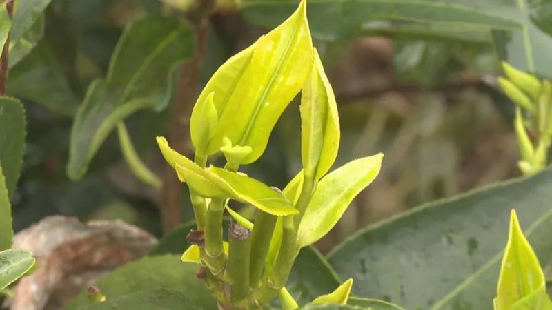 关于广东持续低温影响茶叶生长 春茶上市或推后的内容(5)