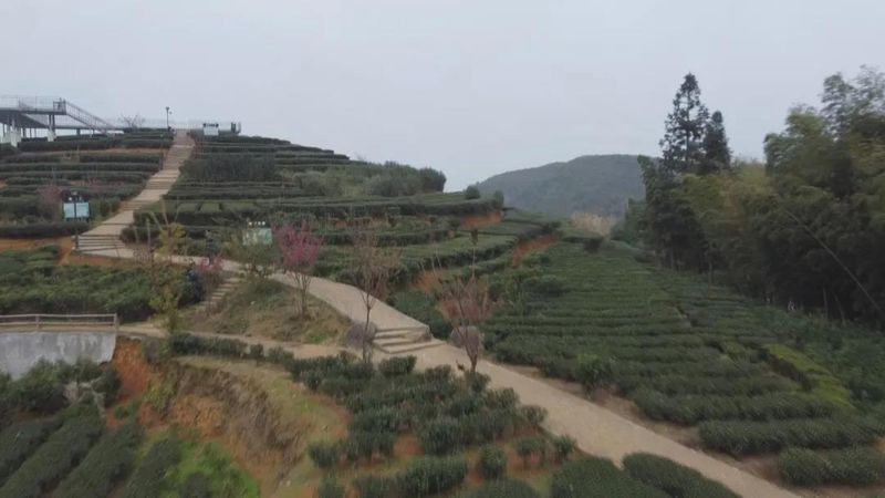 关于广东持续低温影响茶叶生长 春茶上市或推后的内容(10)
