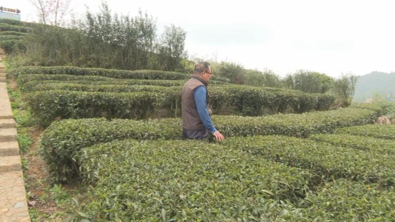 关于广东持续低温影响茶叶生长 春茶上市或推后的内容(3)