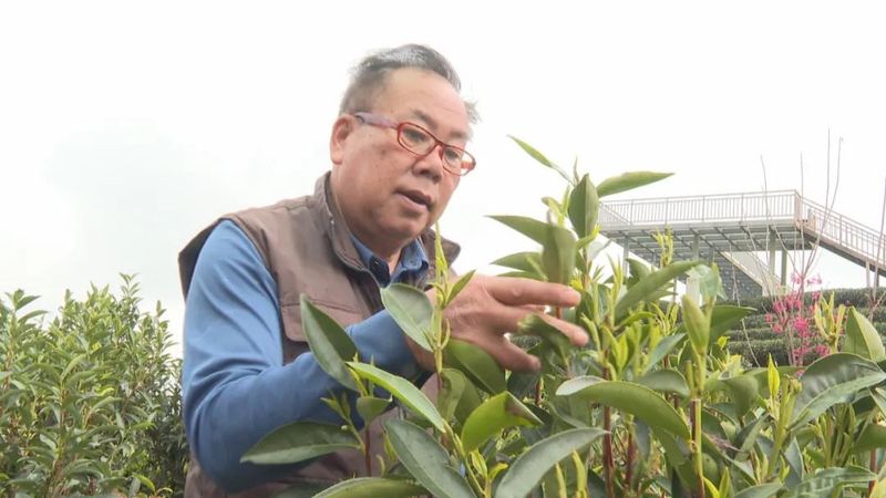 关于广东持续低温影响茶叶生长 春茶上市或推后的内容(4)