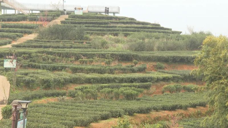关于广东持续低温影响茶叶生长 春茶上市或推后的内容(7)