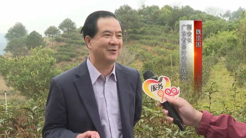 关于广东持续低温影响茶叶生长 春茶上市或推后的内容(6)