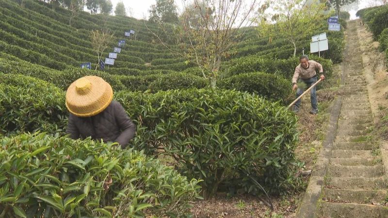 关于广东持续低温影响茶叶生长 春茶上市或推后的内容(1)