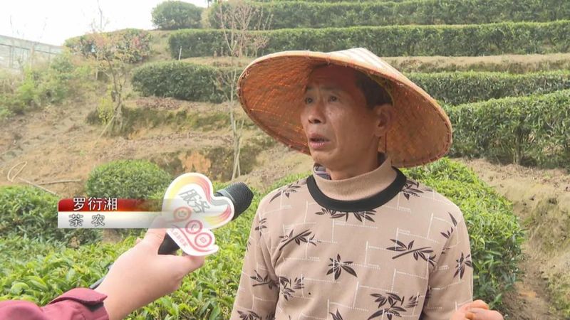关于广东持续低温影响茶叶生长 春茶上市或推后的内容(2)