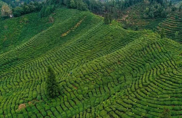 有关于一周茶事: 川茶首破“千亿”;知名奶茶品牌花上亿打假7000多家山寨店的消息(1)