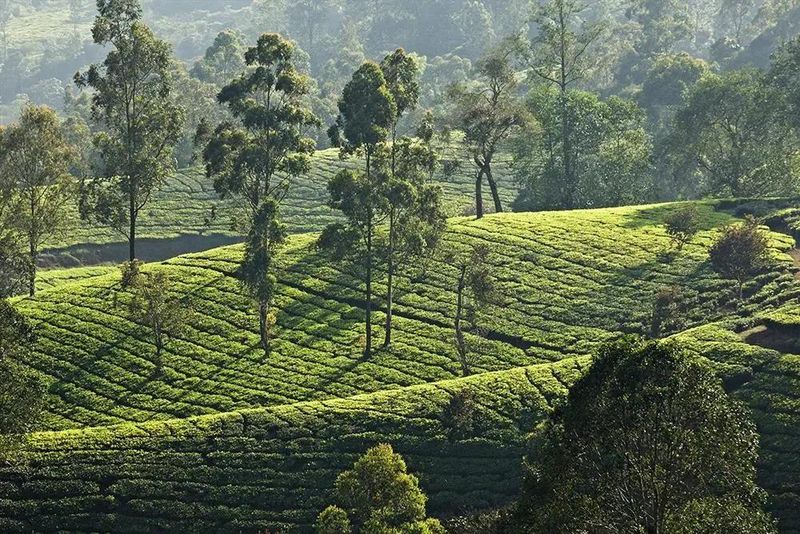 有关于一周茶事: 川茶首破“千亿”;知名奶茶品牌花上亿打假7000多家山寨店的消息(2)