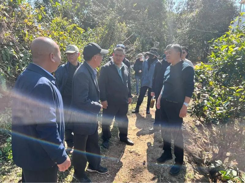 关于云南省茶叶流通协会赴临沧开展茶产业调研工作，建立“白莺山茶产业助力乡村振兴挂钩联系点”的相关内容(11)