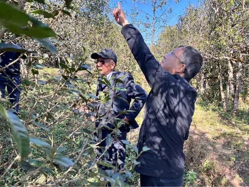 关于云南省茶叶流通协会赴临沧开展茶产业调研工作，建立“白莺山茶产业助力乡村振兴挂钩联系点”的相关内容(1)