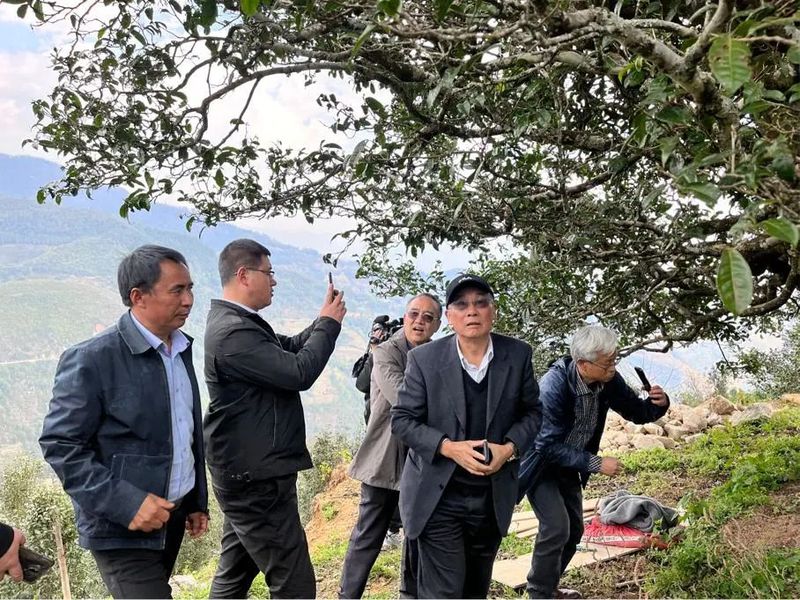 关于云南省茶叶流通协会赴临沧开展茶产业调研工作，建立“白莺山茶产业助力乡村振兴挂钩联系点”的相关内容(2)