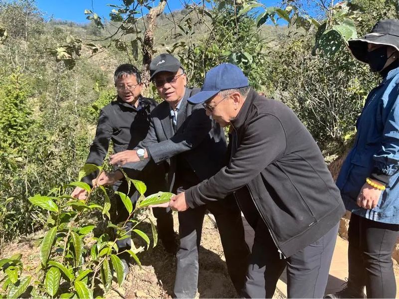 关于云南省茶叶流通协会赴临沧开展茶产业调研工作，建立“白莺山茶产业助力乡村振兴挂钩联系点”的相关内容(12)