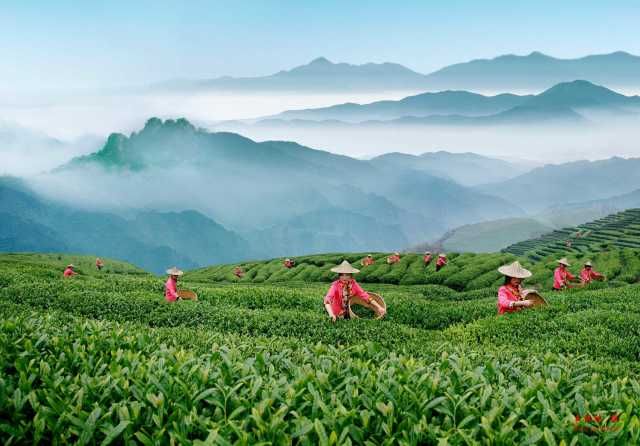 有关于地理标志产品-福州茉莉花茶英文版标准正式通过的消息(4)