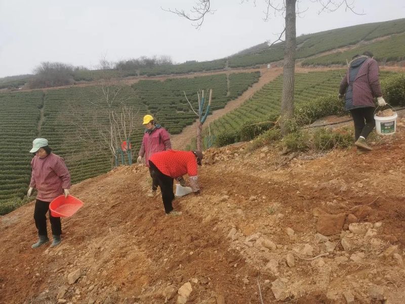 有关于凌笪镇:春茶采摘前期准备充分 茶叶丰收在望的新闻(3)
