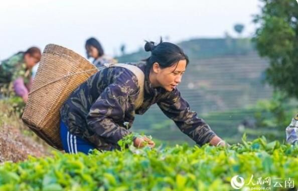 关于云南江城：万亩茶园出新绿 春茶飘香采摘忙的信息(3)