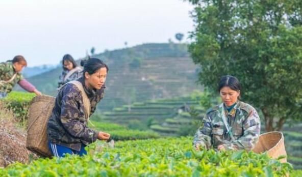关于云南江城：万亩茶园出新绿 春茶飘香采摘忙的信息(2)