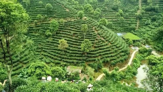 关于“春茶市场开始活跃”“共话产业发展新路径”“普洱茶文化三部曲”的消息(4)