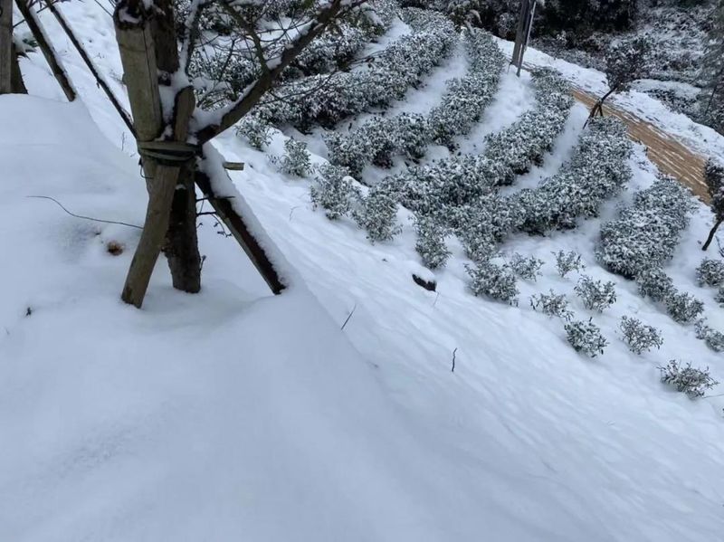关于福鼎大雪，今年的白茶会更好喝吗？的相关信息(1)