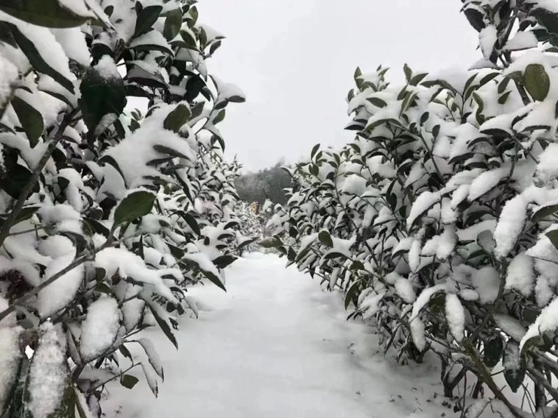 关于福鼎大雪，今年的白茶会更好喝吗？的相关信息