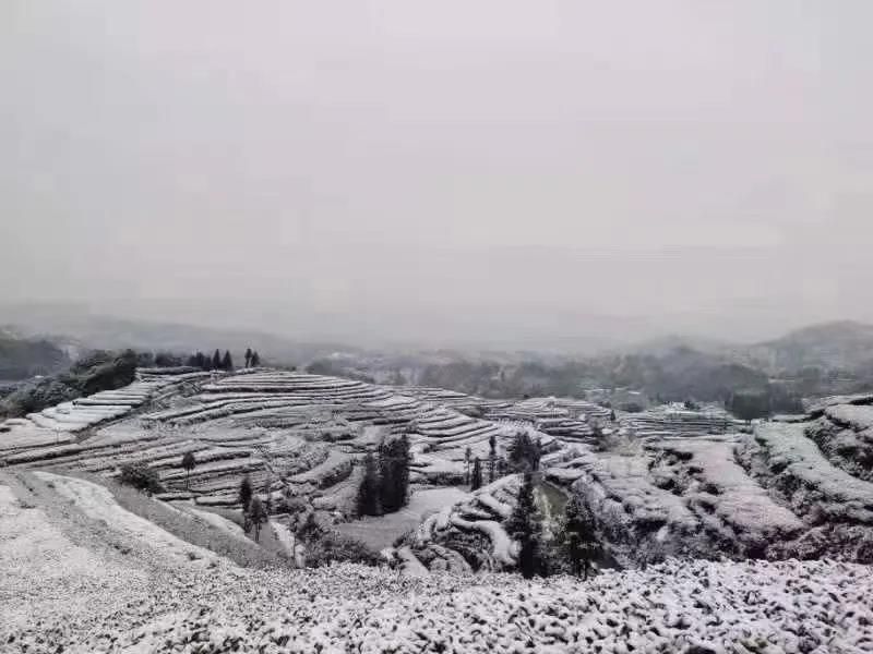 关于福鼎大雪，今年的白茶会更好喝吗？的相关信息(2)
