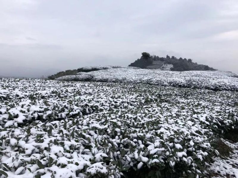 关于福鼎大雪，今年的白茶会更好喝吗？的相关信息(3)