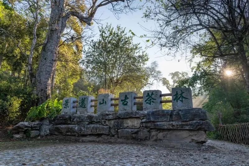 有关于下个“千亿元茶产业”的省份，会是湖北？的内容(4)
