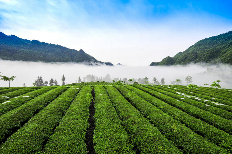 有关于下个“千亿元茶产业”的省份，会是湖北？的内容(6)