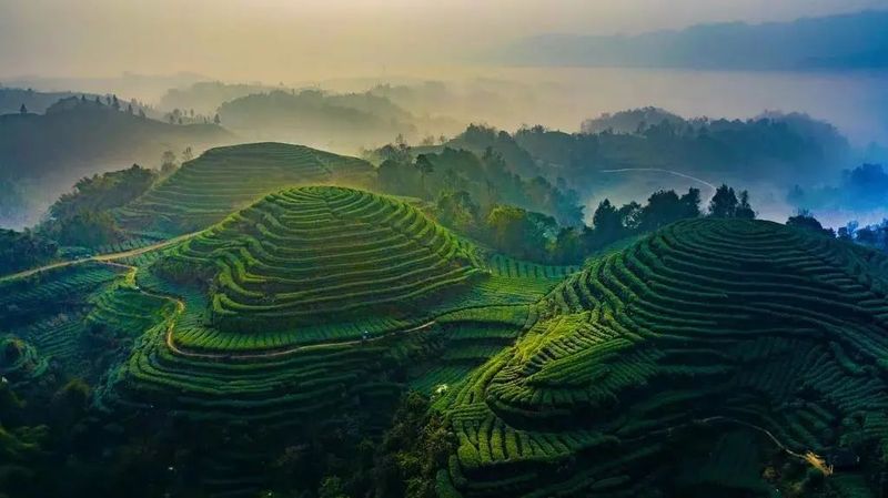有关于下个“千亿元茶产业”的省份，会是湖北？的内容(7)