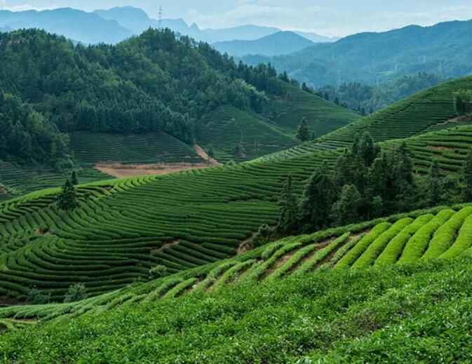 有关于安徽黄山：绿色防控推动茶产业提质增效的最新消息
