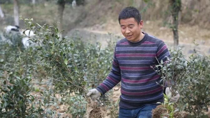 关于甘肃文县：新春种茶忙的信息(1)