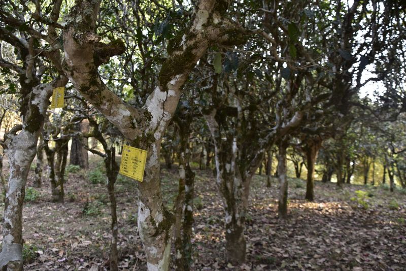 有关于2022年布朗山普洱古树茶春茶参考价格的最新消息