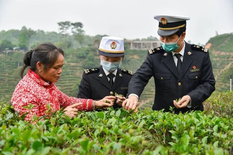 关于六堡茶新税号设立一周年 利好产业发展和企业产品出口的最新消息
