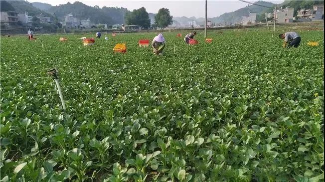 关于紫云县坝羊镇：捧好“茶杯子” 提稳“菜篮子” 过上好日子的消息(2)