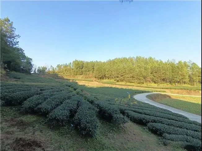 关于紫云县坝羊镇：捧好“茶杯子” 提稳“菜篮子” 过上好日子的消息(3)