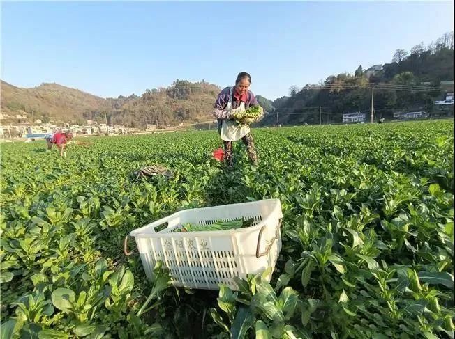 关于紫云县坝羊镇：捧好“茶杯子” 提稳“菜篮子” 过上好日子的消息(1)